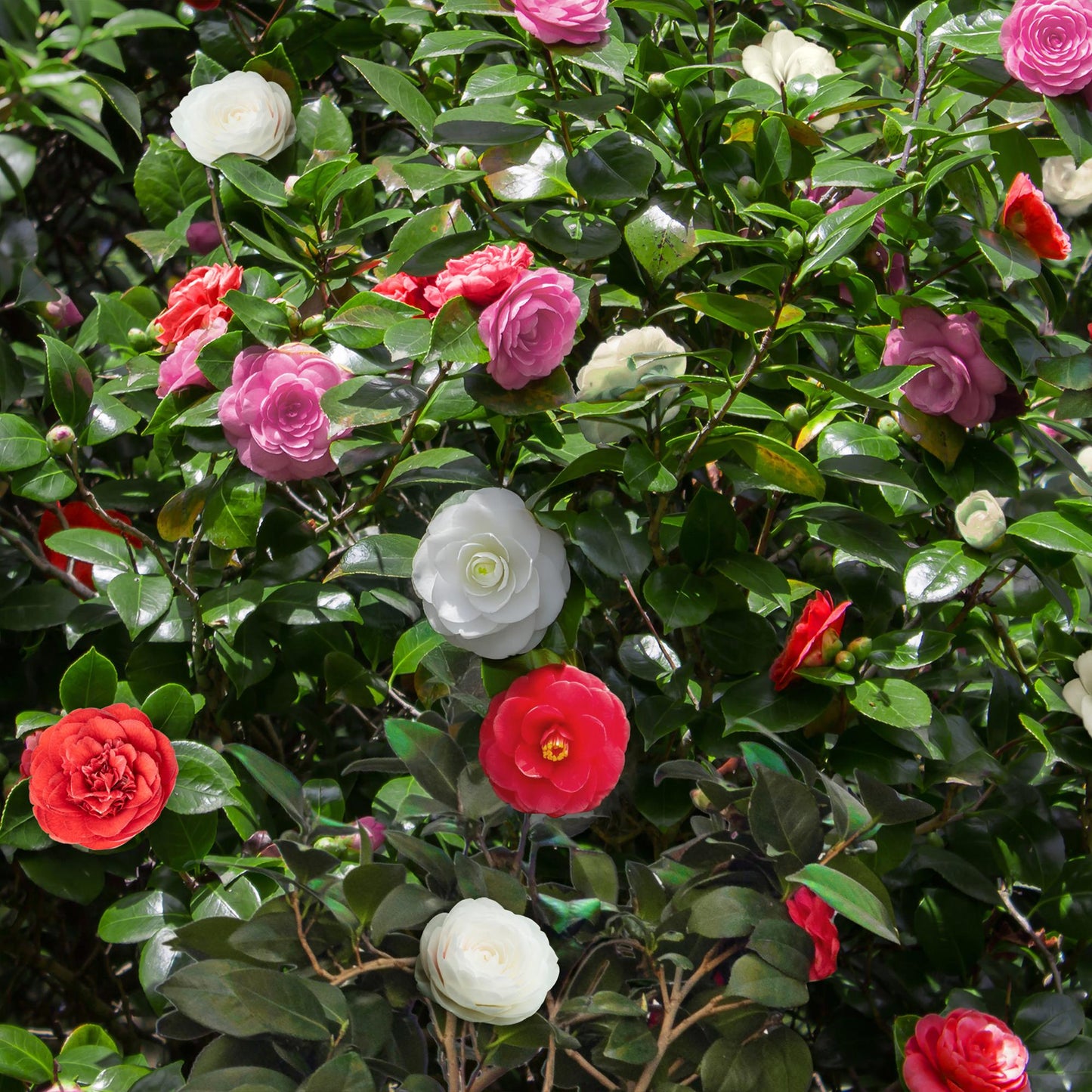 Camellia japonica Tricolour met roze, witte en rode bloemen – 3 planten in pot 15 cm
