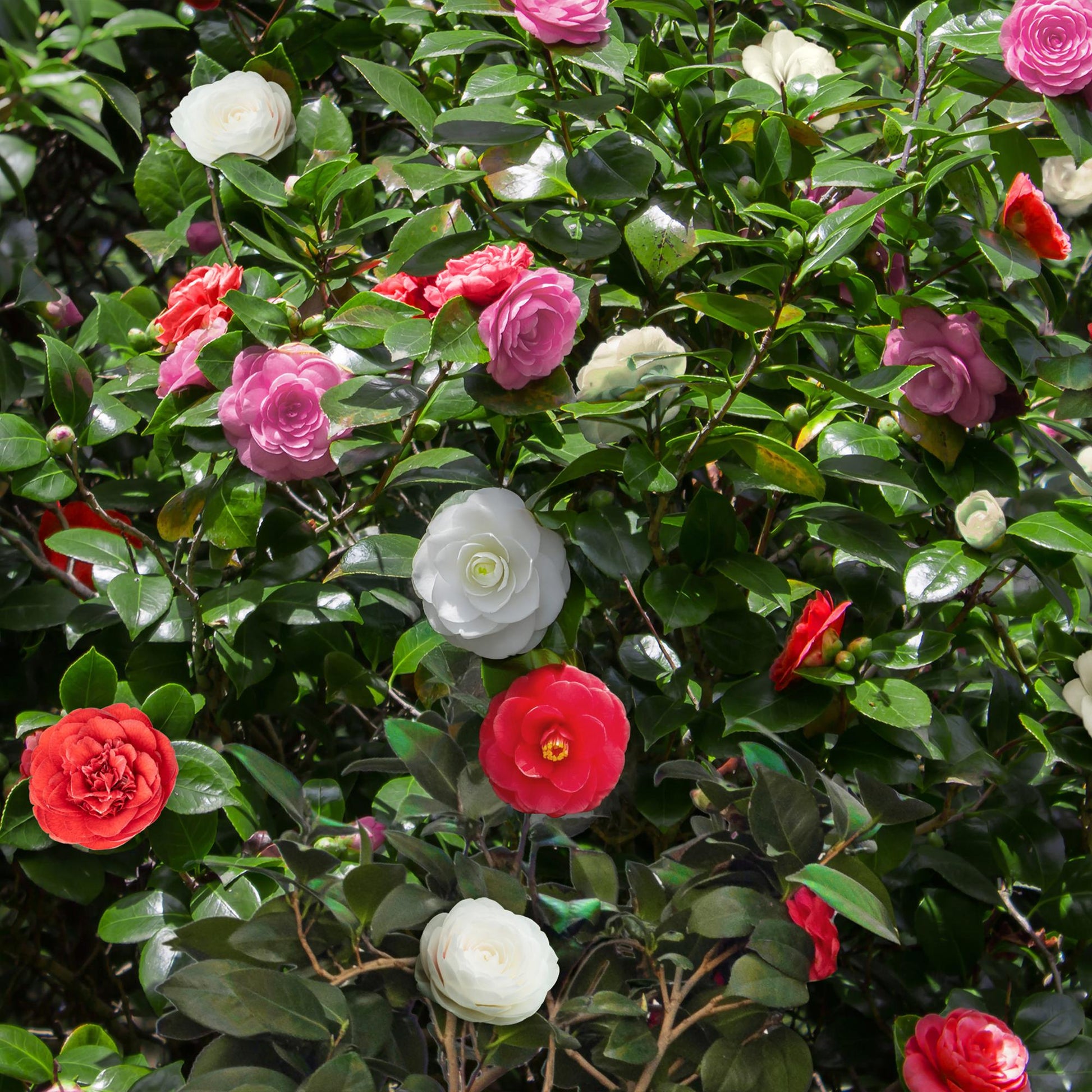 Camellia japonica Tricolour met roze, witte en rode bloemen – 3 planten in pot 15 cm