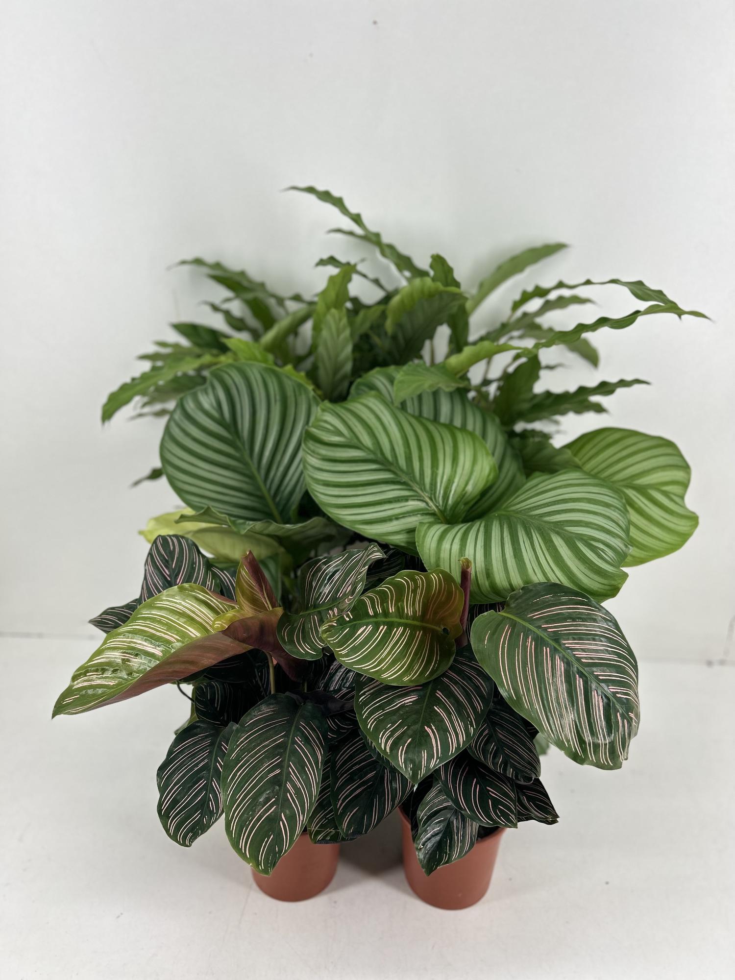 Calathea Mix

Calathea P14cm

Calathea Orbifolia

Calathea Ornata