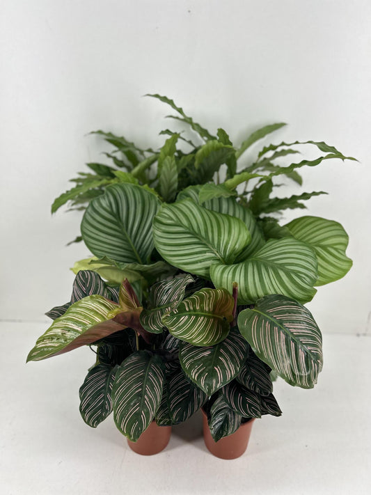 Calathea Mix

Calathea P14cm

Calathea Orbifolia

Calathea Ornata