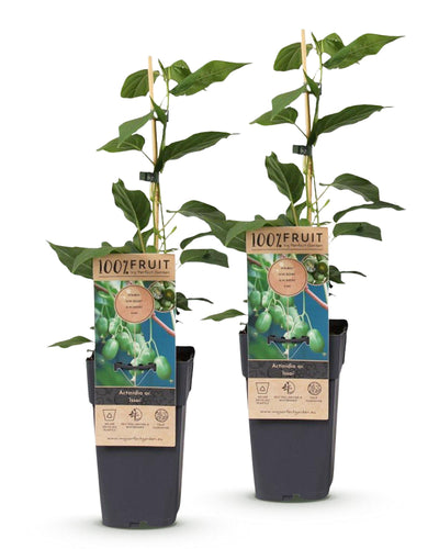 2x Fruitplant | Acitinidia arguta Issai | Kiwi plant-bes | Zelfbestuivend |Groene Vrucht