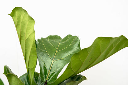 Grote kamerplant Ficus Lyrata vertakt – imposante tropische plant voor binnen
