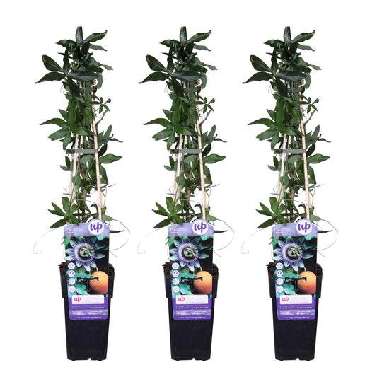 3x - Passiflora caerulea - ↨65cm - Ø15. Passiflora.