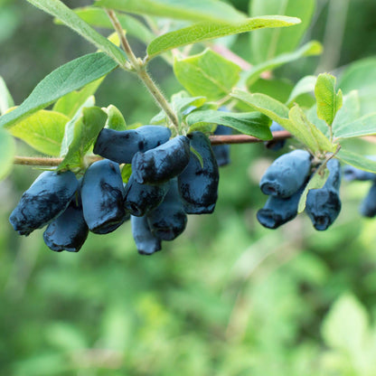 Lonicera caerulea Kamchatika – honingbes superfruitplant, set van 2 planten in pot Ø15cm, hoogte circa 50cm, met blauwe bessen.