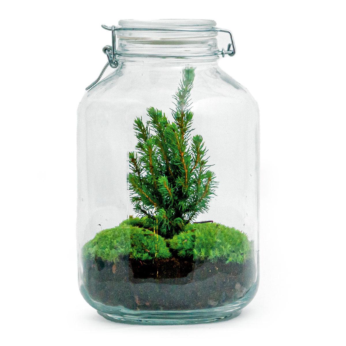 DIY terrarium | Jar Christmas | Jingle  bells