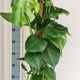 Monstera op Mosstok | tropische kamerplant