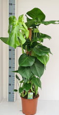 Monstera op Mosstok | tropische kamerplant