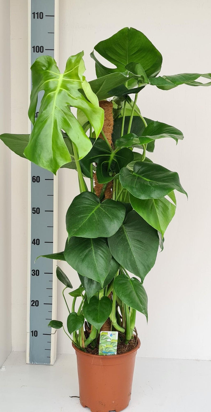 Monstera op Mosstok | tropische kamerplant