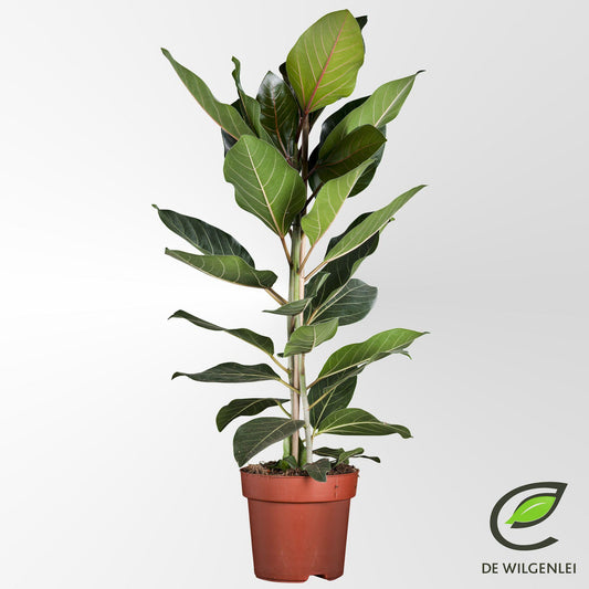 Ficus Benghalensis 'Joy' P21 - Ø21cm - ↕90cm nu bij Planttoday