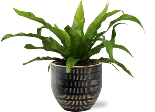 Asplenium Antiquum - Japanse nestvaren  Ø12cm - ↕25cm +  Beau Pot D14x13cm - Zwart