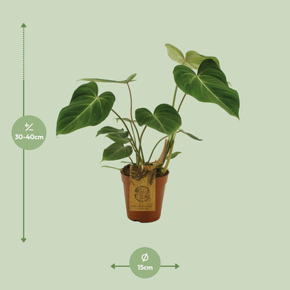 Philodendron Gloriosum in pot Ø15cm – hartvormige fluwelen bladeren