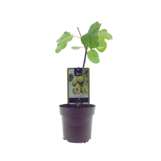 Ficus Panachée – Bontbladige Buitenplant – Ø15cm – ↕40cm – Bijzondere Tuinplant