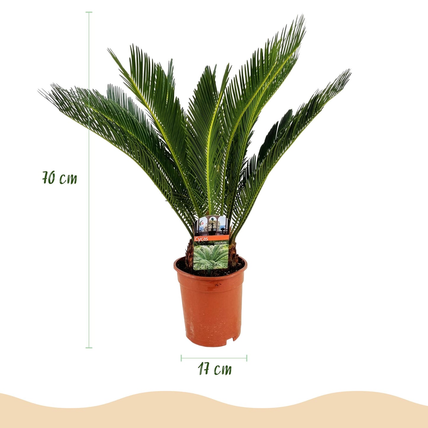 2x Cycas revoluta | Palmvaren | Kamerplant