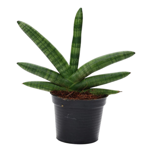 Sansevieria Skyline | Houseplant