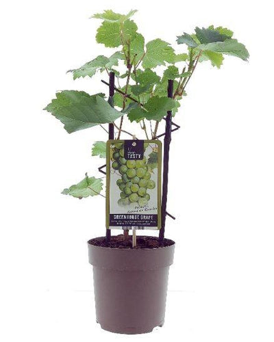 Vitis Muskaat de Alexandrie | Druivenplant - Planttoday