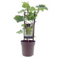 Vitis Muskaat de Alexandrie | Druivenplant - Planttoday
