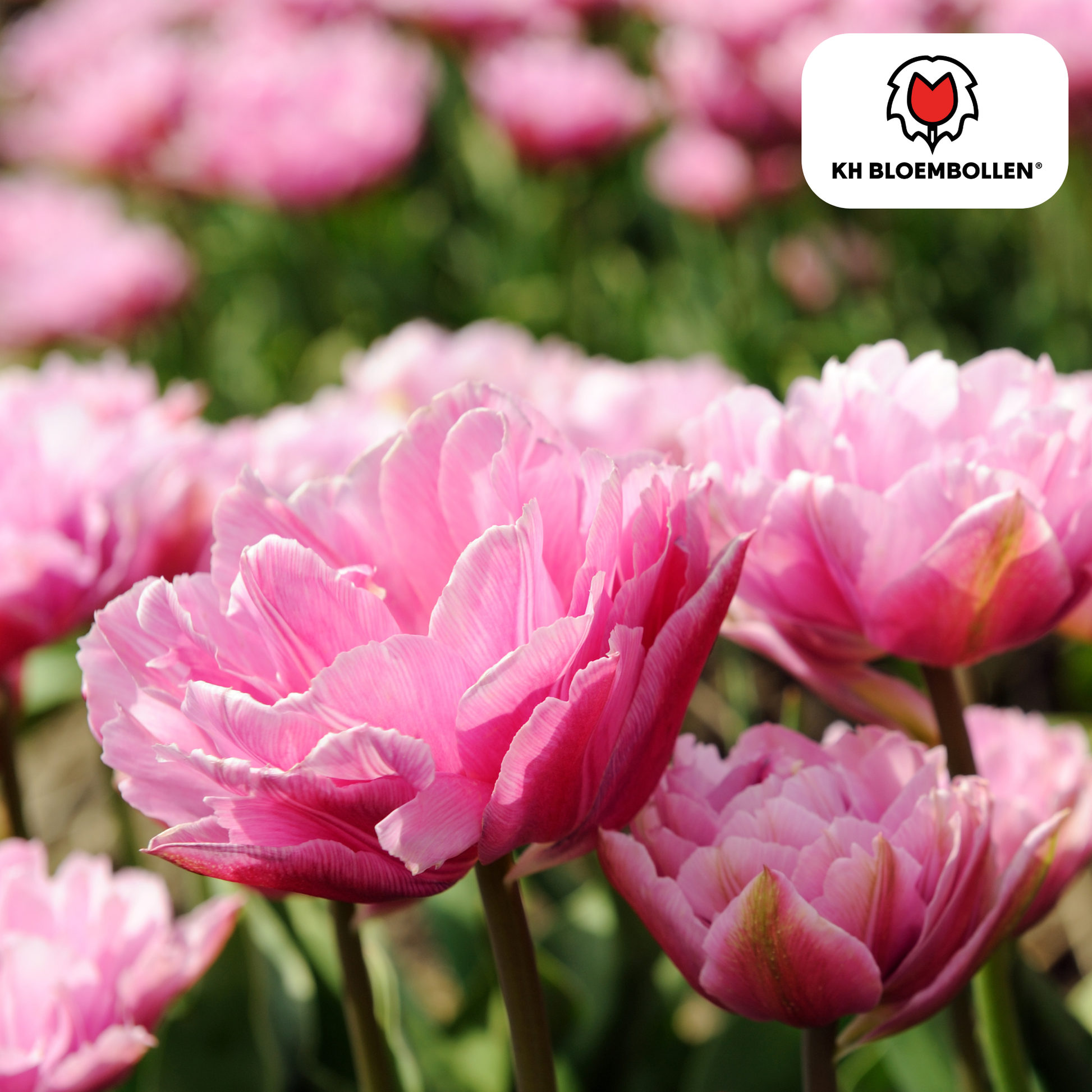 Tulpenbollen Columbus – set van 20 dubbelbloemige roze-witte pioentulpen, elegant en vol, geschikt voor tuin, pot of als snijbloem. Tulptoday