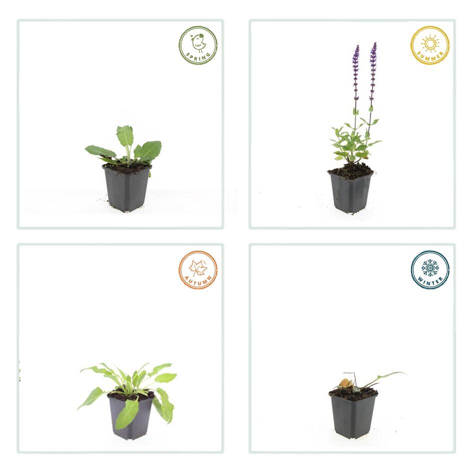 60x Salvia nem. 'Mainacht' - ↕10-25cm - Ø9cm
