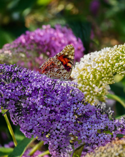 De Buddleja Davidii Tricolor is een van de kleinste soorten van de vlinderstruikfamilie. Deze struik groeit maximaal tot een hoogte van 150 centimeter. De plant bloeit met roze, paarse en witte pluimen en trekken in de zomer veel vlinders en bijen aan. Een zonnige plek in de tuin bevordert het vlinderbezoek nog meer.
