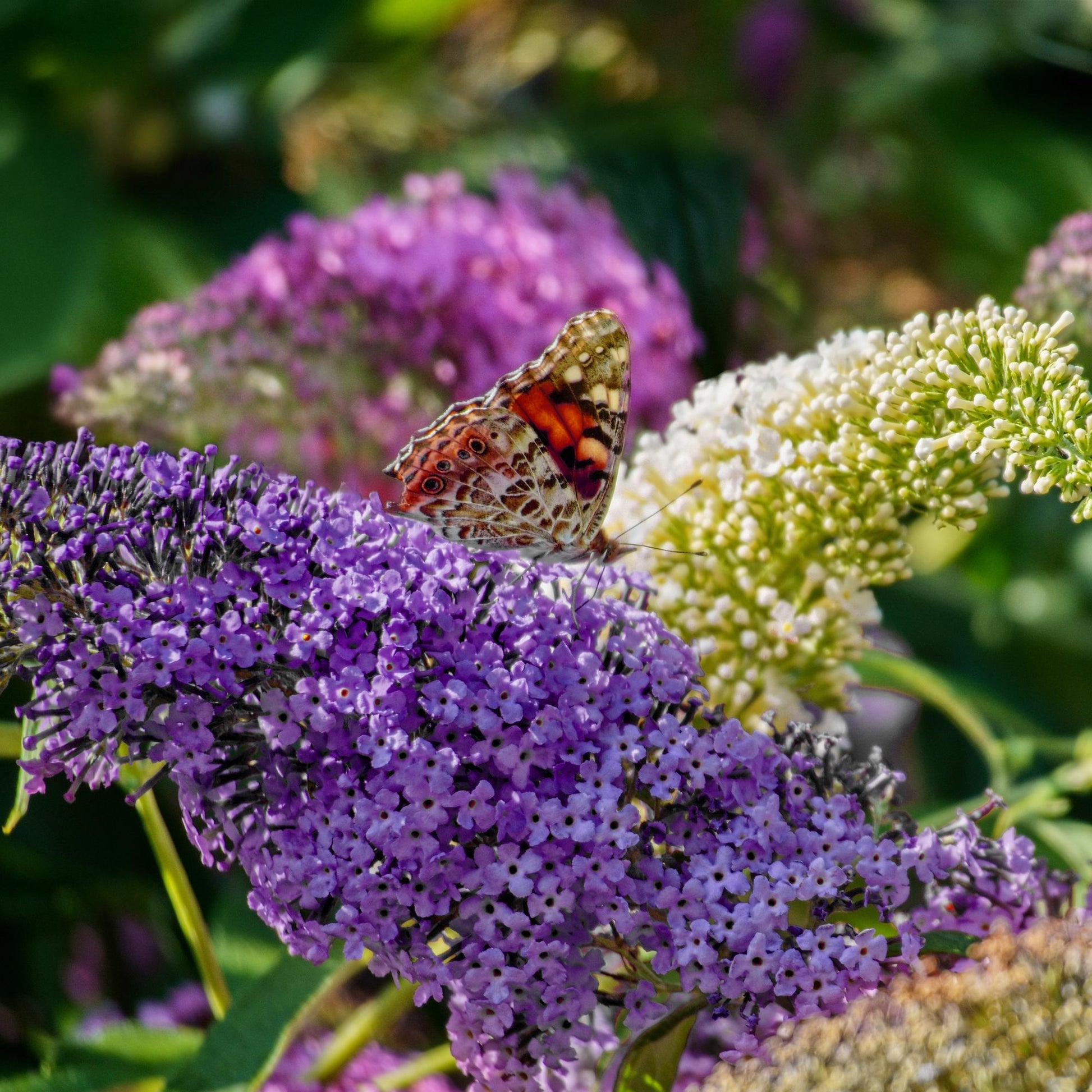 De Buddleja Davidii Tricolor is een van de kleinste soorten van de vlinderstruikfamilie. Deze struik groeit maximaal tot een hoogte van 150 centimeter. De plant bloeit met roze, paarse en witte pluimen en trekken in de zomer veel vlinders en bijen aan. Een zonnige plek in de tuin bevordert het vlinderbezoek nog meer.