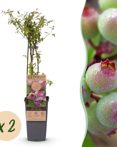2 x Fruitplant | Vaccinium cor. Pink Lemonade | Roze Bosbes
