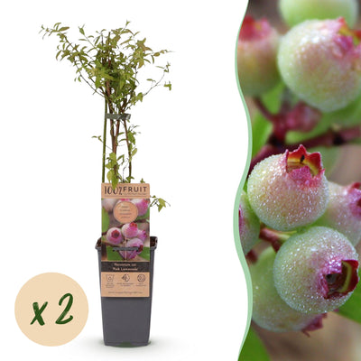 2 x Fruitplant | Vaccinium cor. Pink Lemonade | Roze Bosbes