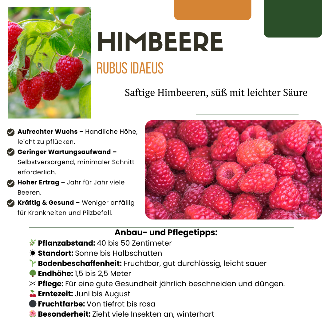Set van 6 Biologische Frambozenplanten – 13 cm Pot – 20 cm Hoog – Heerlijk Zomerfruit