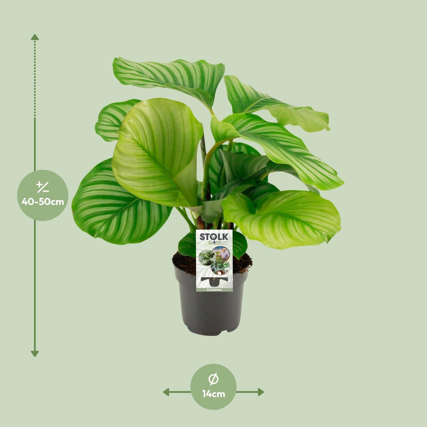 Tropische Calathea Orbifolia met levendige bladpatronen in een 14 cm pot