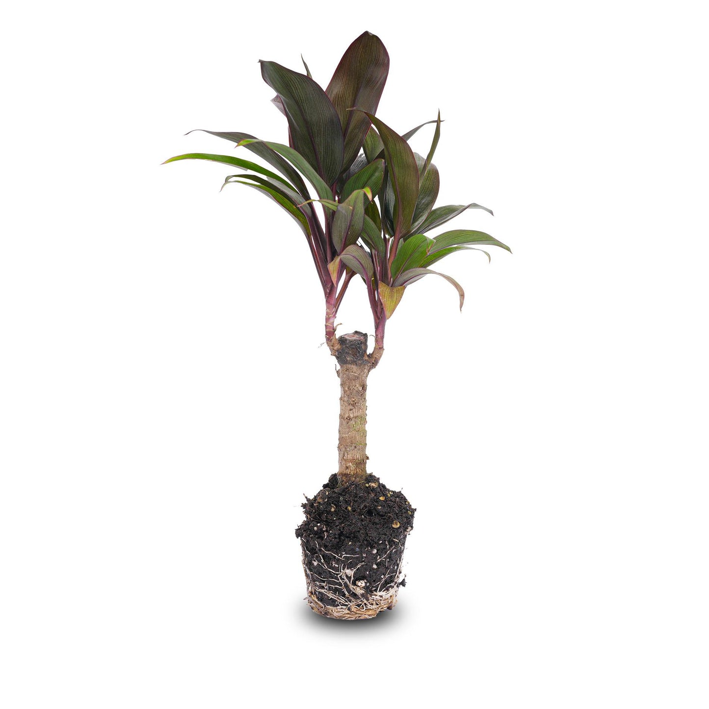 Cordyline fruticosa |Terrarium plant