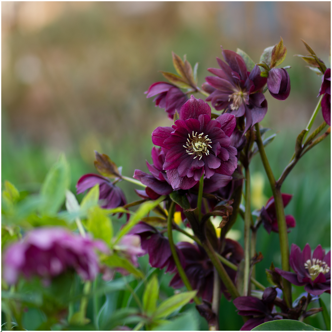 Set van 3 Helleborus Orientalis – bijzondere kerstroos met winterbloeiende bloemen in diverse kleuren, compact en onderhoudsvriendelijk, ideaal voor herfst- en wintertuin.