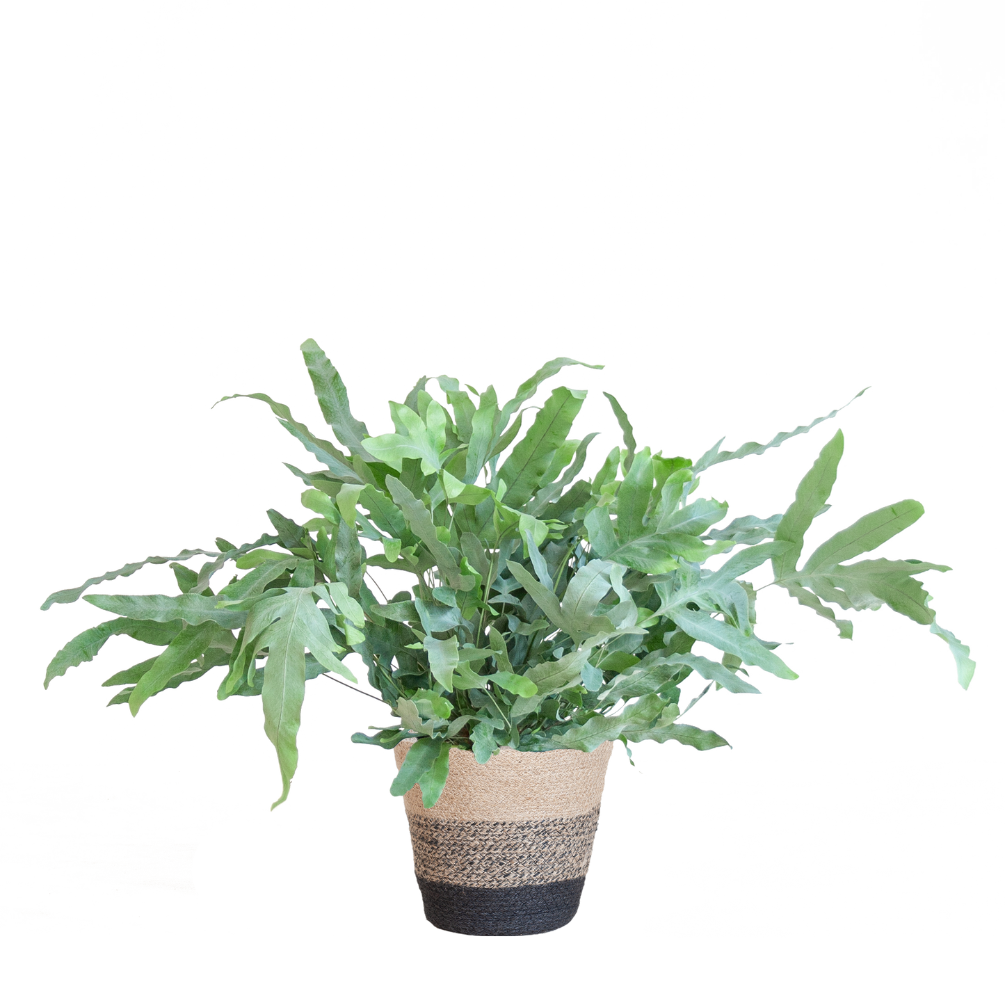 Phlebodium Aureum ‘Blue Star’ – Blauwvaren met grijsgroene bladeren in zwarte jute mand, stijlvolle kamerplant van 40 cm hoog.
