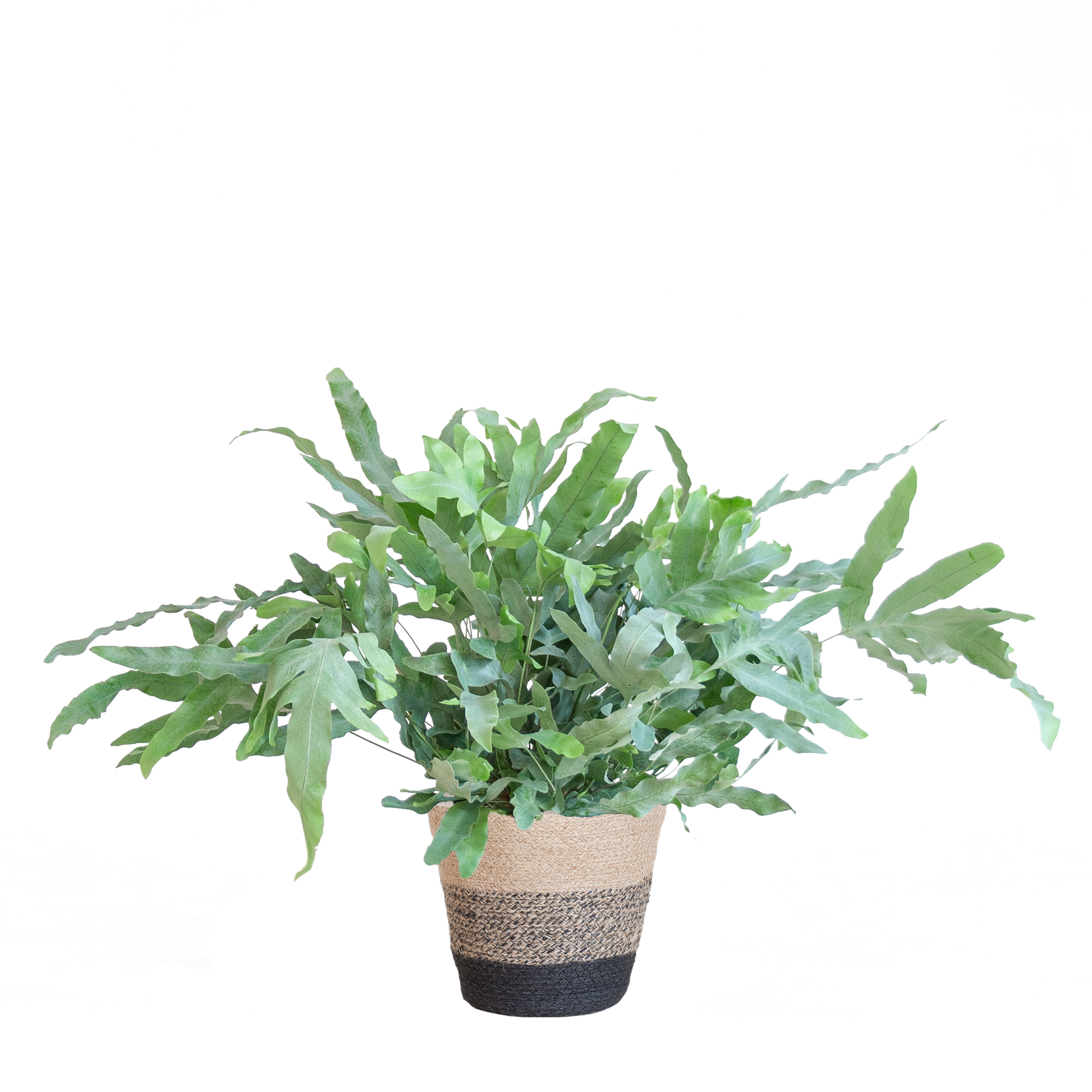 Phlebodium Aureum ‘Blue Star’ – Blauwvaren met grijsgroene bladeren in zwarte jute mand, stijlvolle kamerplant van 40 cm hoog.