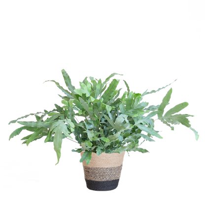 Phlebodium Aureum ‘Blue Star’ – Blauwvaren met grijsgroene bladeren in zwarte jute mand, stijlvolle kamerplant van 40 cm hoog.