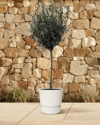 Olea Europaea op stam - 160cm- Ø24