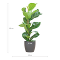 Ficus Lyrata (Vioolbladplant) van 80 cm in een grijze Viber pot Ø21 cm – grote bladeren, duurzaam en stijlvol