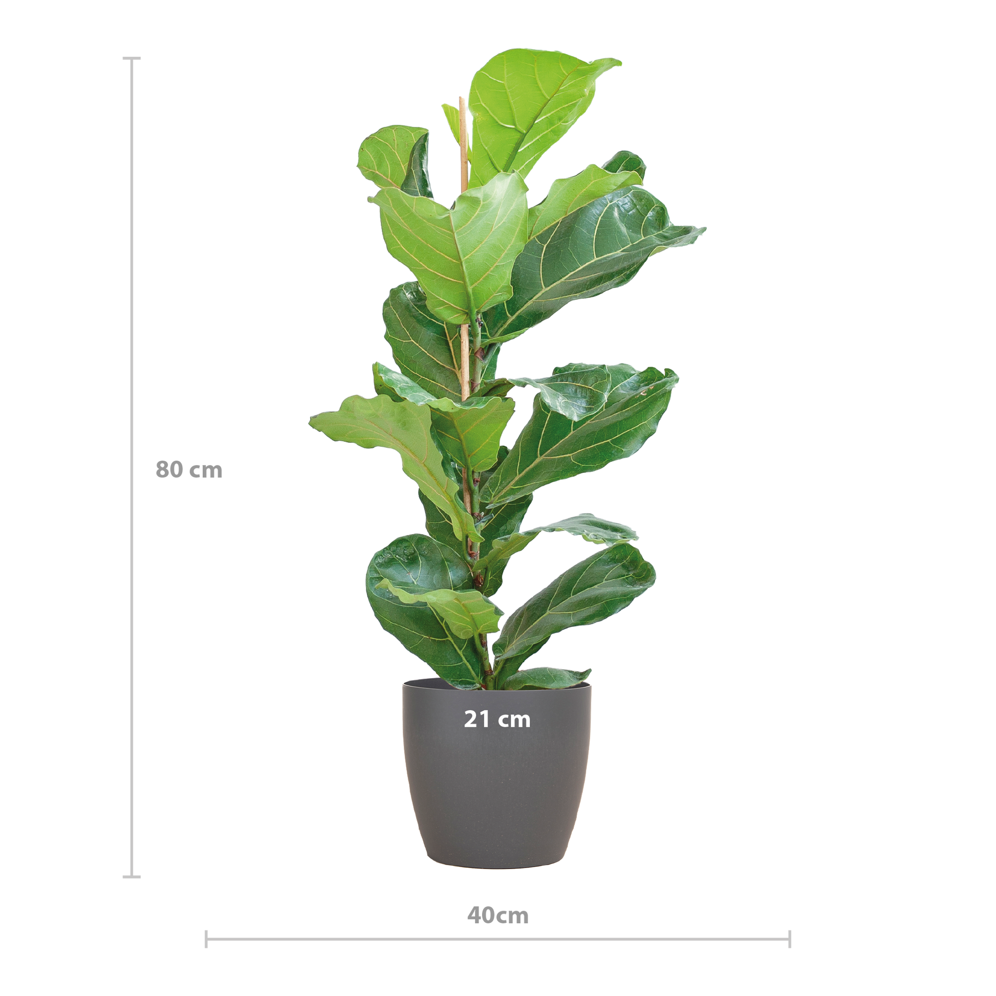 Ficus Lyrata (Vioolbladplant) van 80 cm in een grijze Viber pot Ø21 cm – grote bladeren, duurzaam en stijlvol