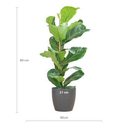 Ficus Lyrata (Vioolbladplant) van 80 cm in een grijze Viber pot Ø21 cm – grote bladeren, duurzaam en stijlvol