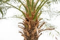 Phoenix Roebelenii op stam | Kamerplant - Planttoday