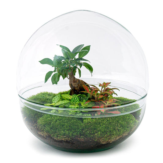 DIY XL terrarium met Ficus Ginseng en Fittonia planten