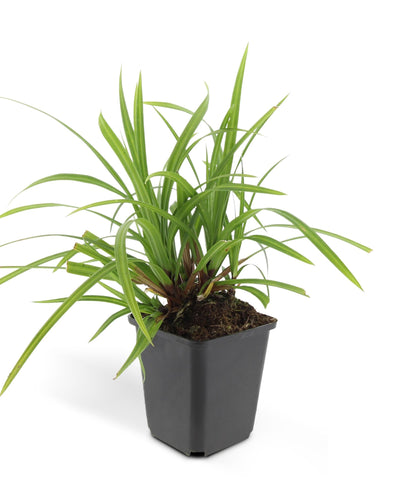 Carex morrowii Irish Green – wintergroene bodembedekker 10-25 cm