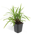 Carex morrowii Irish Green – wintergroene bodembedekker 10-25 cm