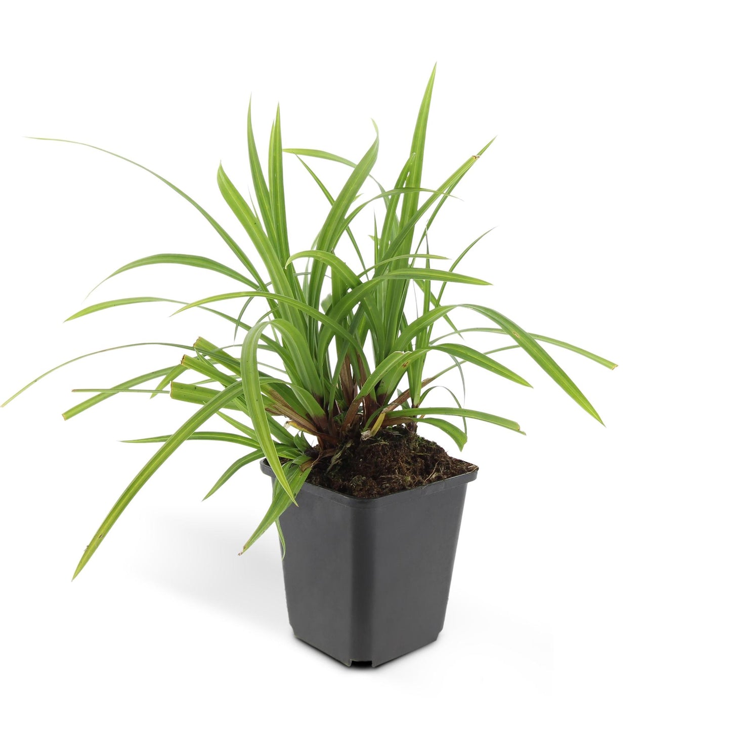 Carex morrowii Irish Green – wintergroene bodembedekker 10-25 cm