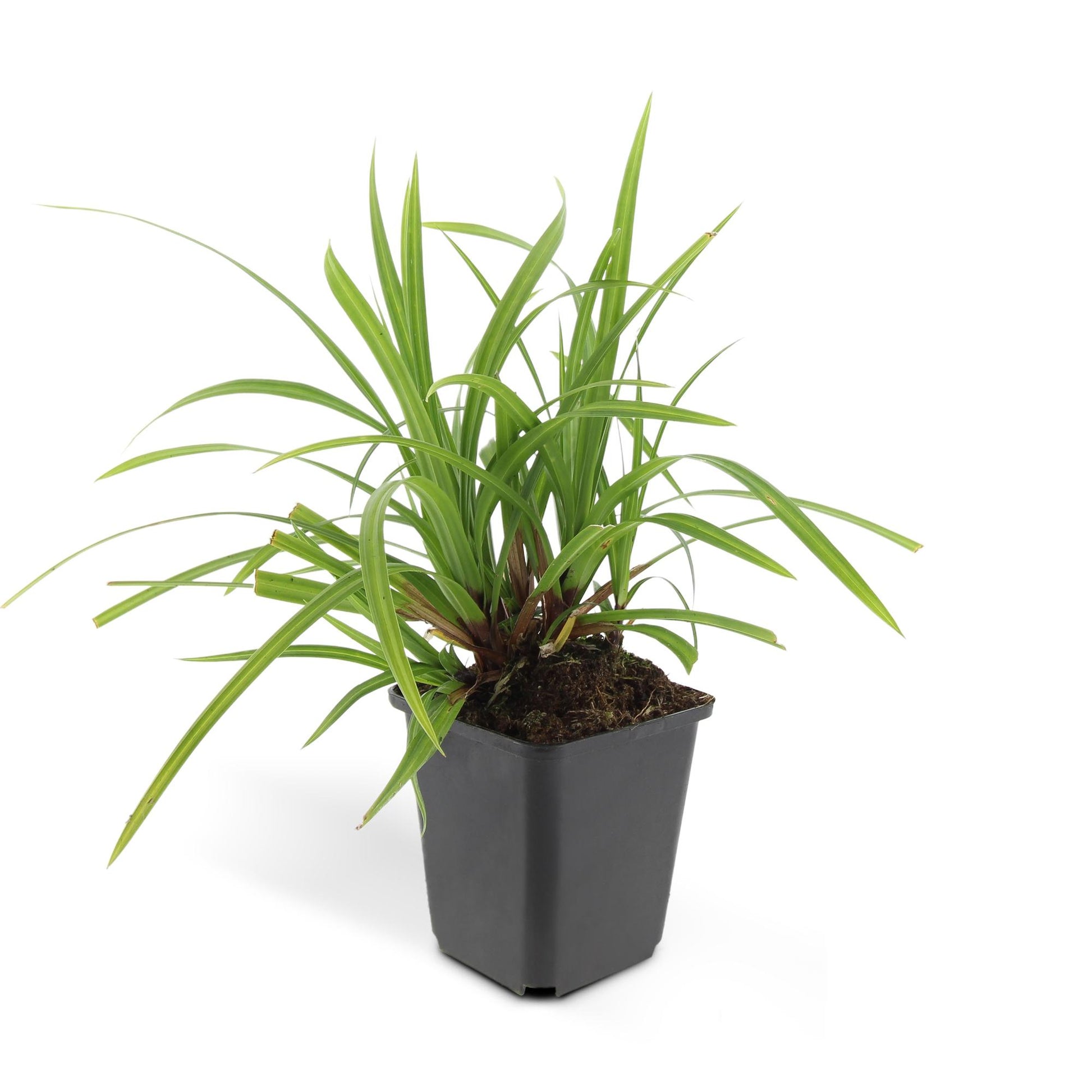 Carex morrowii Irish Green – wintergroene bodembedekker 10-25 cm
