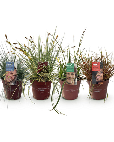 Siergrassenmix – Kleur en structuur voor uw tuin