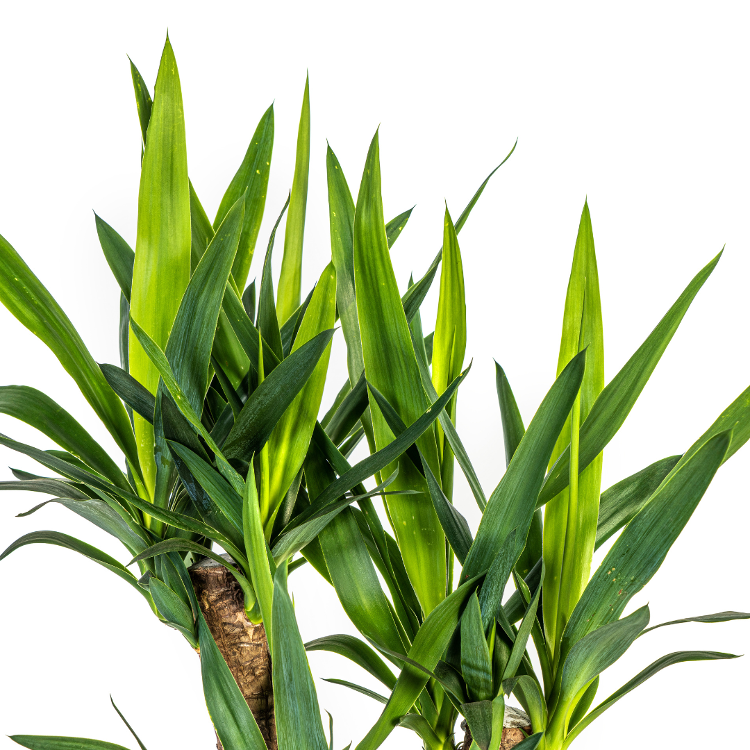 De Yucca Elephantipes Vertakt, ook wel palmlelie genoemd, is een robuuste kamerplant met een dikke, vertakte stam en zwaardvormige bladeren, die een boomachtige uitstraling heeft. Deze sterke plant is makkelijk in onderhoud en gedijt goed op een lichte standplaats met veel indirect zonlicht. Geef de plant matig water, laat de grond tussen gietbeurten opdrogen, en snoei dode bladeren voor een gezonde plant. 