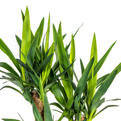 De Yucca Elephantipes Vertakt, ook wel palmlelie genoemd, is een robuuste kamerplant met een dikke, vertakte stam en zwaardvormige bladeren, die een boomachtige uitstraling heeft. Deze sterke plant is makkelijk in onderhoud en gedijt goed op een lichte standplaats met veel indirect zonlicht. Geef de plant matig water, laat de grond tussen gietbeurten opdrogen, en snoei dode bladeren voor een gezonde plant. 