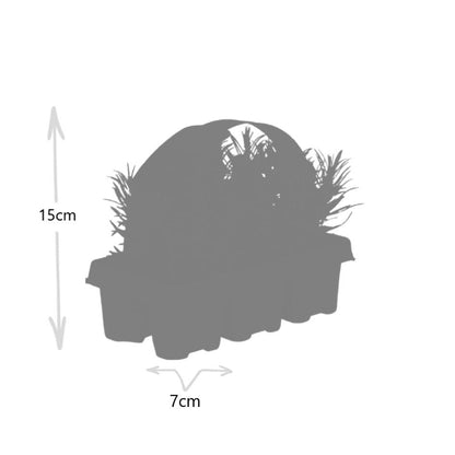 Pack Lavendel angustifolia - Ø7 cm - ↕15 cm