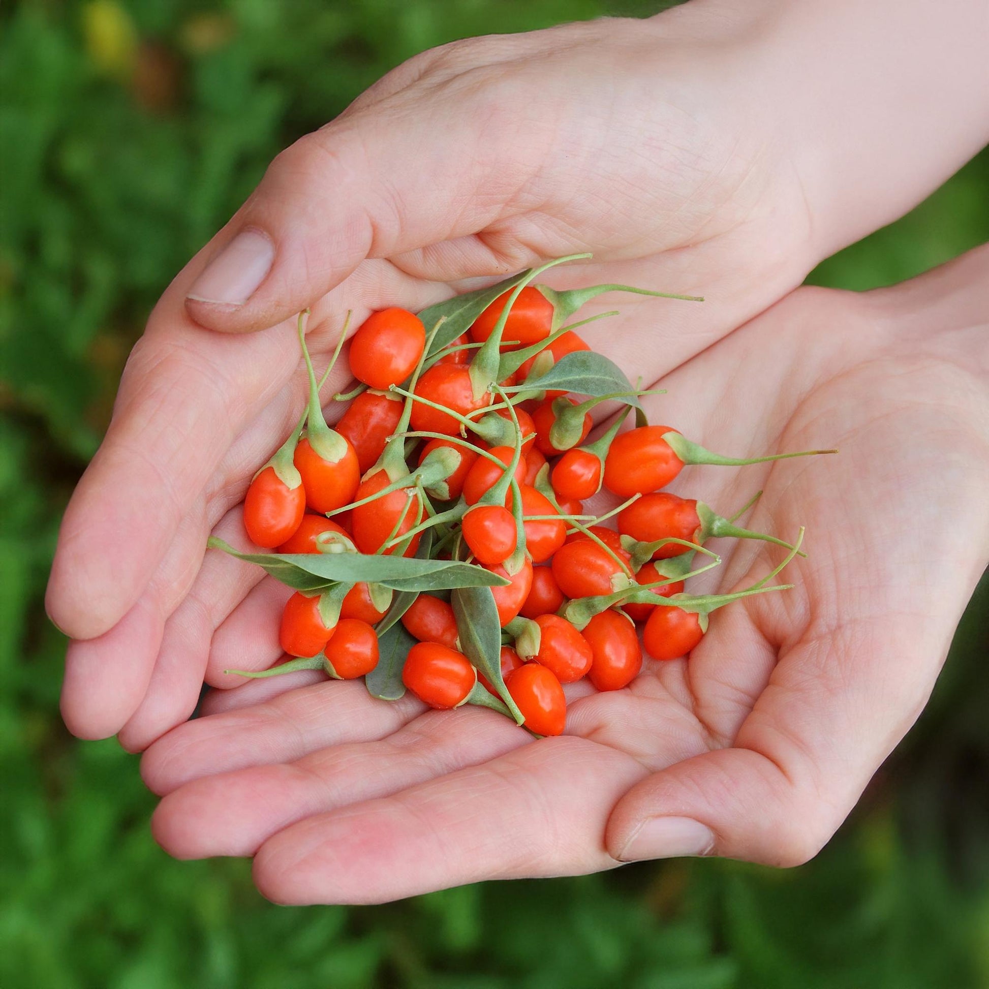 Winterharde gojibes met rode vruchten voor tuin en terras