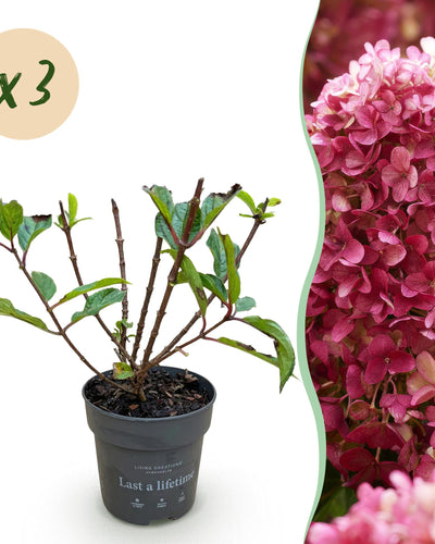 3x  Hydrangea panniculata Living Little Rosy | Pluimhortensia | Winterhard | Roze