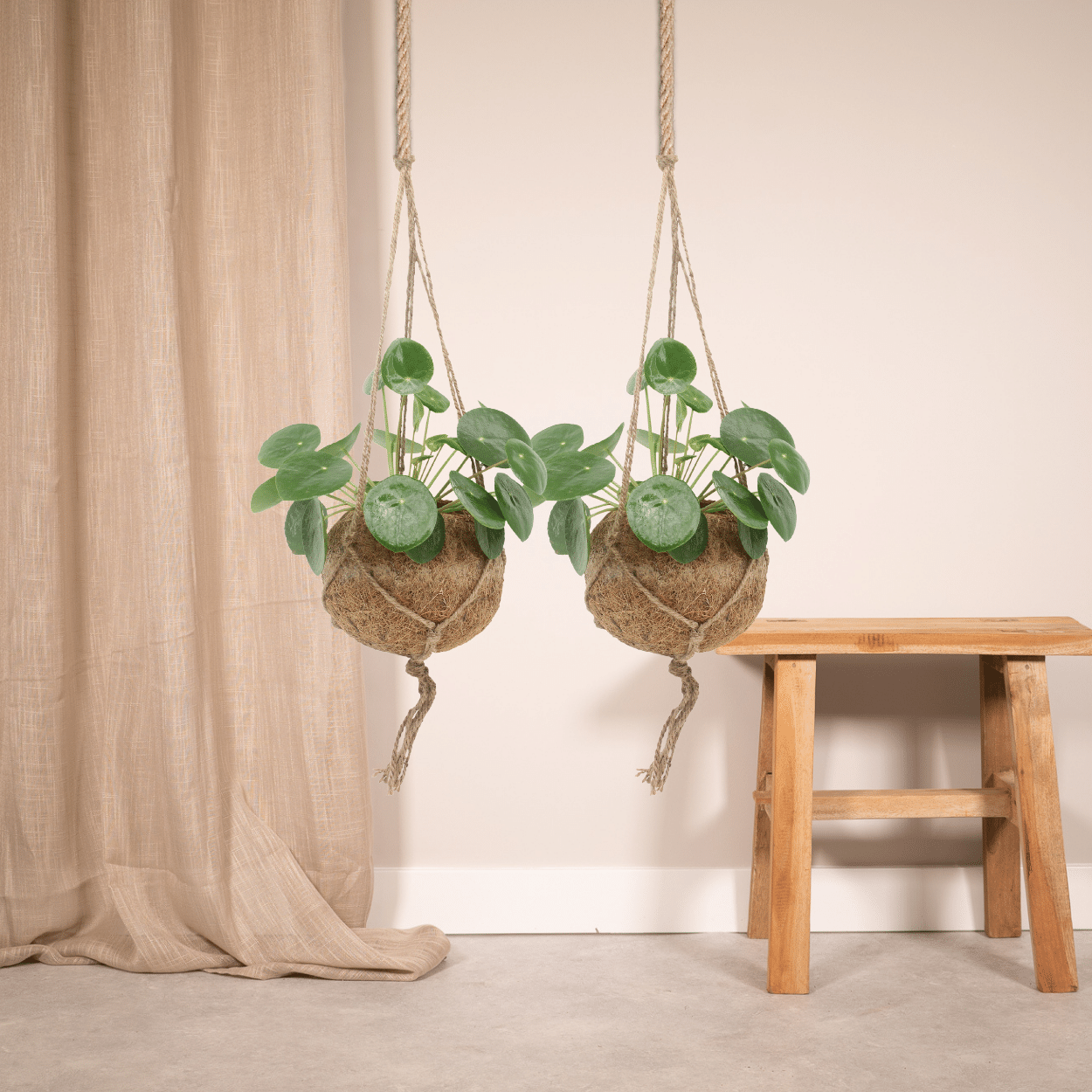 Compacte pannenkoekenplant met ronde groene bladeren voor binnengebruik